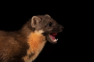 Pine Marten at night Pine Marten at night