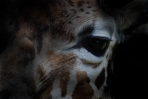 Giraffe looking Giraffe looking