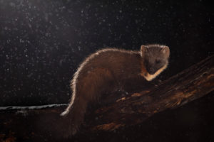 Pine Marten at night Pine Marten at night