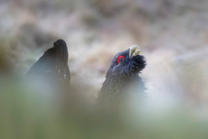 Male Capercaillie in Scotland defending teritory Male Capercaillie in Scotland defending teritory