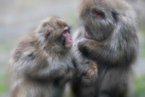 Snow monkey with cute baby Snow monkey with cute baby