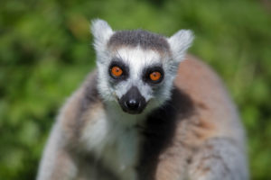 Ringtailed Lemur in sun Ringtailed Lemur in sun