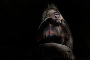 Gelada on Black isolated Gelada on Black isolated