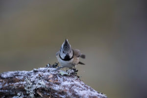 Crested tit from scotland with frost Crested tit from scotland with frost