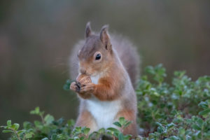 Cute red squirrel from Scotland Cute red squirrel from Scotland