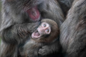 Snow monkey with cute baby Snow monkey with cute baby