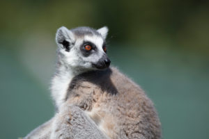 Ringtailed Lemur in sun Ringtailed Lemur in sun