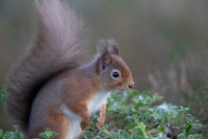 Cute red squirrel from Scotland Cute red squirrel from Scotland