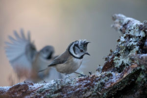 Crested tit from scotland with frost Crested tit from scotland with frost