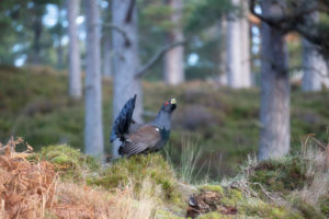 Male Capercaillie in Scotland defending teritory Male Capercaillie in Scotland defending teritory