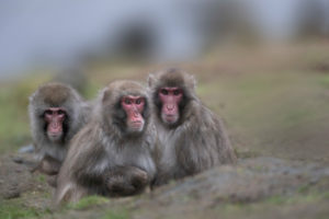 Snow monkeys Snow monkeys