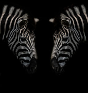 Zebra head shot, double, black background Zebra head shot, double, black background