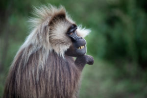 Gelada male with big fur, powerful baboon Gelada male with big fur, powerful baboon