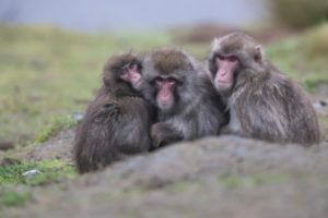 Snow monkeys with cute baby Snow monkeys with cute baby