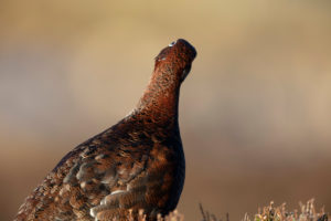 Red grouse in scotland Red grouse in scotland