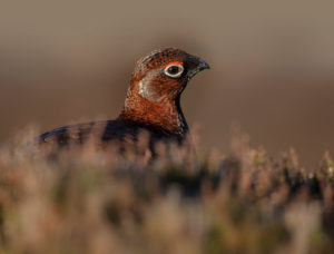 Red grouse in scotland Red grouse in scotland
