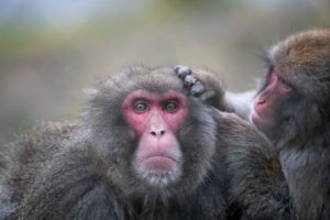 Snow monkey louse another Snow monkey louse another