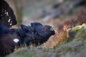 Male Capercaillie in Scotland defending teritory Male Capercaillie in Scotland defending teritory