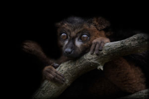 bamboo lemur, madagascar, africa bamboo lemur, madagascar, africa