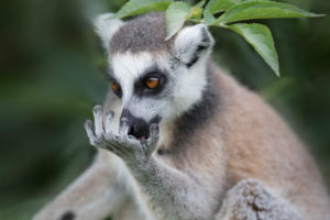 lemur catta lemur catta