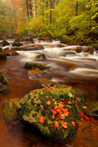Herbststimmung, Laubfärbung, Ilsetal, Nationalpark, Harz, nahe Ilsenburg Herbststimmung, Laubfärbung, Ilsetal, Nationalpark, Harz, nahe Ilsenburg