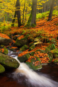 Herbststimmung, Laubfärbung, Wald, Fluss, Bode, Nationalpark, Harz Herbststimmung, Laubfärbung, Wald, Fluss, Bode, Nationalpark, Harz