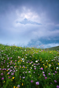 Blumen, Wiese, Grosses Wiesbachhorn, Berg, Wolken, Lücke, Alpen, Österreich Blumen, Wiese, Grosses Wiesbachhorn, Berg, Wolken, Lücke, Alpen, Österreich