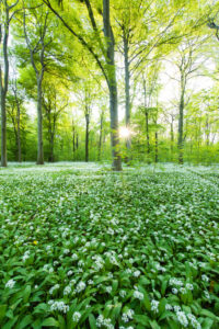 Sonne, Wald, Bärlauch, Wildblumen, Weg, Frühling, Leipzig, Deutschland
Sonne, Wald, Bärlauch, Wildblumen, Weg, Frühling, Leipzig, Deutschland