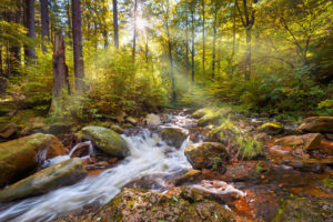 Ilse, Ilsetal, Fluss, Wald, Sonne, Harz, Herbst, Sachsen-Anhalt, Deutschland, Europa Ilse, Ilsetal, Fluss, Wald, Sonne, Harz, Herbst, Sachsen-Anhalt, Deutschland, Europa