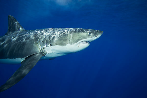 Great white shark with Pilot fish Isla Guadalupe, Mexico - Stock