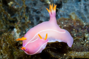 Pink Dorid Nudibranch, Hypselodoris bullockii, Bali, Indonesia Pink Dorid Nudibranch, Hypselodoris bullockii, Bali, Indonesia