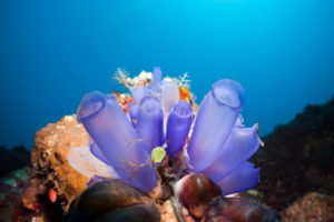 Blue Tunicates in Coral Reef, Rhopalaea morph, Bali, Indonesia Blue Tunicates in Coral Reef, Rhopalaea morph, Bali, Indonesia