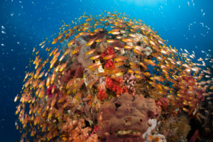 Glassy Sweepers in Coral Reef, Parapriacanthus ransonneti, Komodo National Park, Indonesia Glassy Sweepers in Coral Reef, Parapriacanthus ransonneti, Komodo National Park, Indonesia
