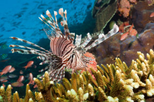 Lionfish in Coral Reef, Pterois volitans, Komodo National Park, Indonesia Lionfish in Coral Reef, Pterois volitans, Komodo National Park, Indonesia