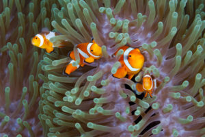 Clown Anemonefishes, Amphiprion ocellaris, Komodo National Park, Indonesia Clown Anemonefishes, Amphiprion ocellaris, Komodo National Park, Indonesia