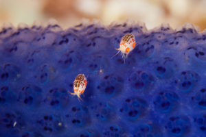 Gammaridean Amphipod, Cyproidea sp., Komodo National Park, Indonesia Gammaridean Amphipod, Cyproidea sp., Komodo National Park, Indonesia