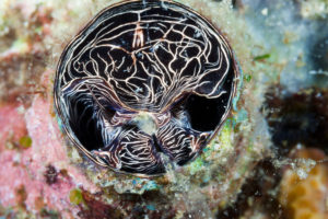Great Worm Shell feeding, Serpulorbis grandis, Komodo National Park, Indonesia Great Worm Shell feeding, Serpulorbis grandis, Komodo National Park, Indonesia