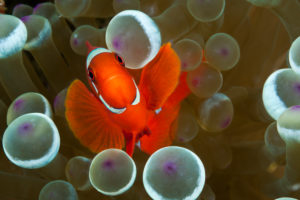 Spinecheek Clownfish, Premnas aculeatus, Komodo National Park, Indonesia Spinecheek Clownfish, Premnas aculeatus, Komodo National Park, Indonesia