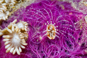 Coral Barnacle filtrate Plankton, Ceratoconcha sp., Komodo National Park, Indonesia Coral Barnacle filtrate Plankton, Ceratoconcha sp., Komodo National Park, Indonesia