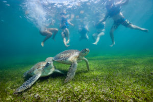 Snorkelers watching Green Sea Turtle, Chelonia mydas, Akumal, Tulum, Mexico Snorkelers watching Green Sea Turtle, Chelonia mydas, Akumal, Tulum, Mexico