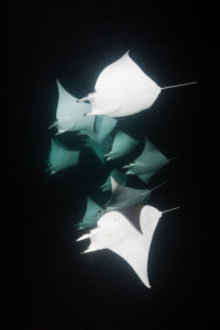Munks Devil Ray feeding on plankton at night, Mobula munkiana, La Paz, Baja California Sur, Mexico Munks Devil Ray feeding on plankton at night, Mobula munkiana, La Paz, Baja California Sur, Mexico