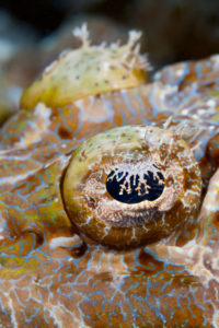 Beauforts Crocodilefish, Cymbacephalus beauforti, Tufi, Solomon Sea, Papua New Guinea Beauforts Crocodilefish, Cymbacephalus beauforti, Tufi, Solomon Sea, Papua New Guinea