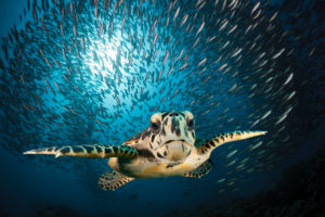Hawksbill Sea Turtle, Eretmochelys imbricata, South Male Atoll, Indian Ocean, Maldives Hawksbill Sea Turtle, Eretmochelys imbricata, South Male Atoll, Indian Ocean, Maldives