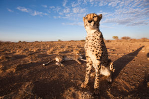 Male subadult Cheetah, Acinonyx jubatus, Kalahari Basin, Namibia, Acinonyx jubatus, Kalahari Basin, Namibia Male subadult Cheetah, Acinonyx jubatus, Kalahari Basin, Namibia, Acinonyx jubatus, Kalahari Basin, Namibia