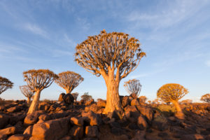 Quivertree Forest at Sunset, Aloidendron dichotomum, Keetmanshoop, Namibia, Aloidendron dichotomum, Keetmanshoop, Namibia Quivertree Forest at Sunset, Aloidendron dichotomum, Keetmanshoop, Namibia, Aloidendron dichotomum, Keetmanshoop, Namibia
