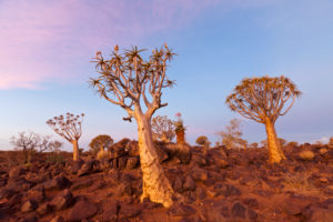 Quivertree Forest at Sunset, Aloidendron dichotomum, Keetmanshoop, Namibia, Aloidendron dichotomum, Keetmanshoop, Namibia Quivertree Forest at Sunset, Aloidendron dichotomum, Keetmanshoop, Namibia, Aloidendron dichotomum, Keetmanshoop, Namibia