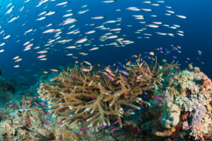 Anthias over Coral Reef, Anthias sp., New Ireland, Papua New Guinea Anthias over Coral Reef, Anthias sp., New Ireland, Papua New Guinea