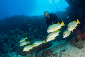 Blue-green Chromis over Coral Reef, Chromis viridis, New Ireland, Papua New Guinea Blue-green Chromis over Coral Reef, Chromis viridis, New Ireland, Papua New Guinea