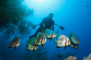 Coral Bleaching, New Ireland, Papua New Guinea Coral Bleaching, New Ireland, Papua New Guinea