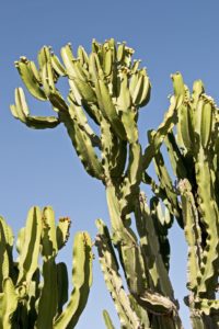 grnlilie eigenschaften Grnlilie | Chlorophytum comosum